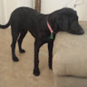 Meet your Posher, Charles